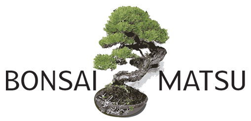 Bonsai Matsu